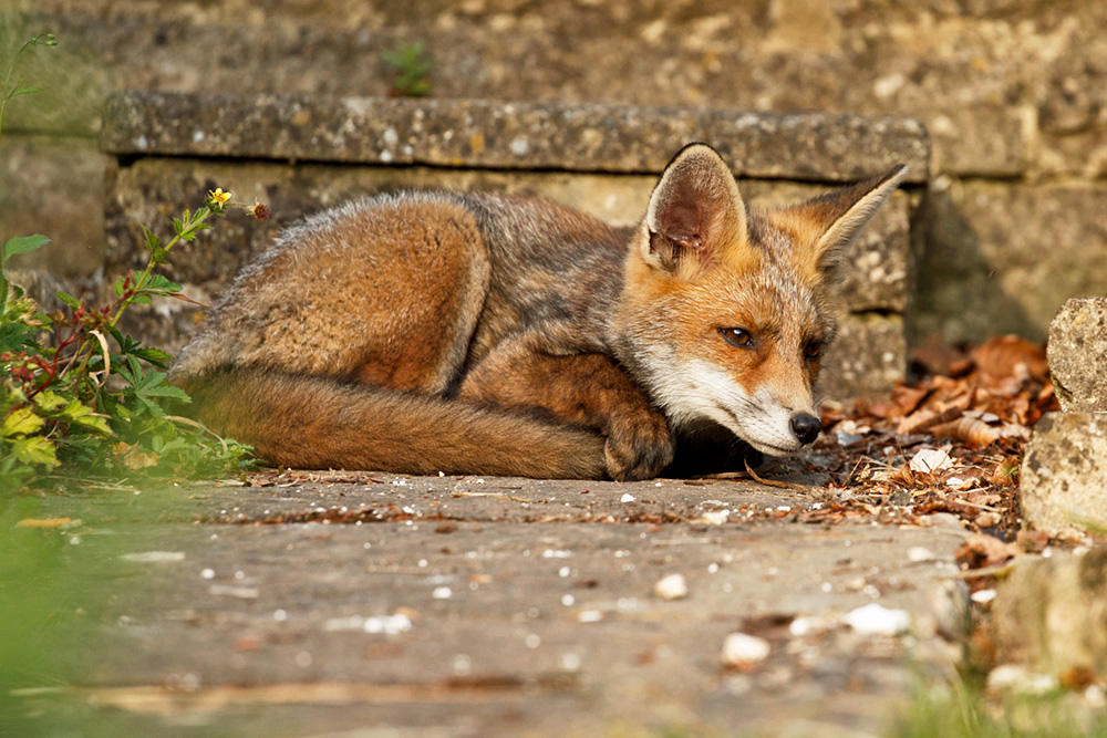 1812182805185349.jpg - 'Wolfy' fox cub relaxing on a sunny day
