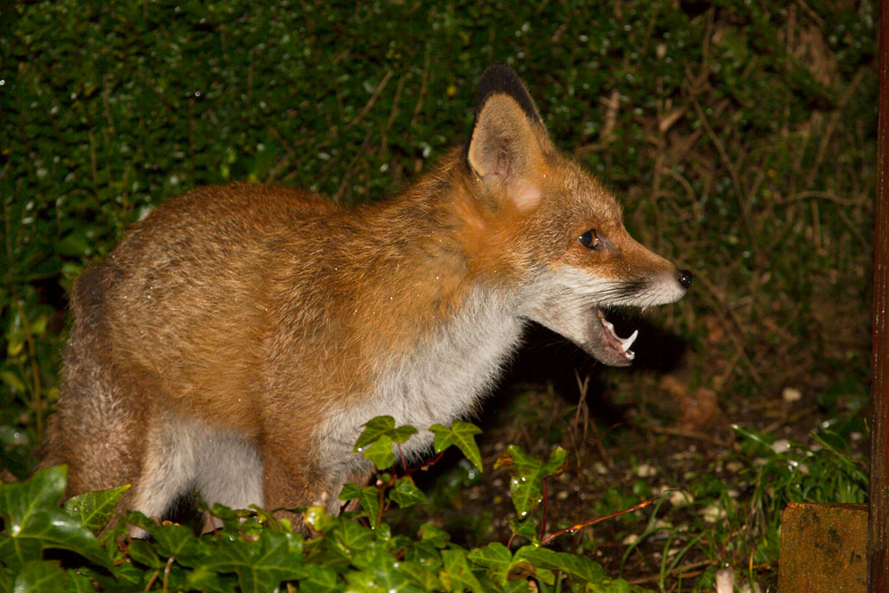 1901141701147536.jpg - Fox in garden after rain