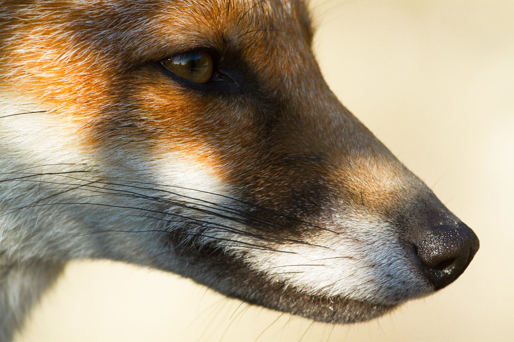 1901162407133630.jpg - Portait of a young fox