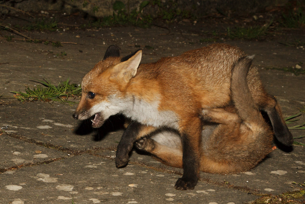 1901172405137983.jpg - Two fox cubs in the garden