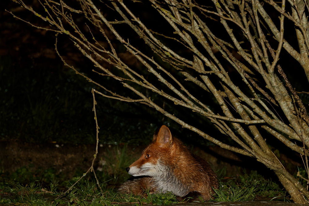 1901201801204289.jpg - Young fox at night (Stumpy)