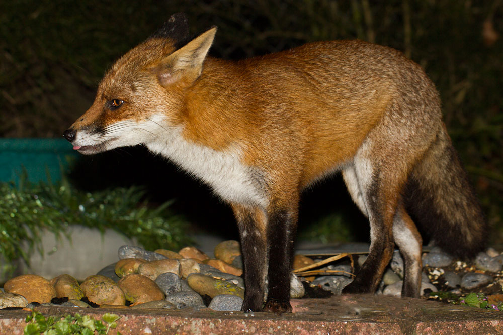1902152002113809.jpg - Fox standing by pond
