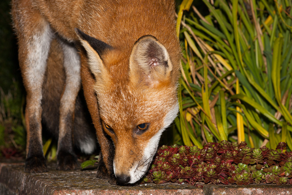 1902161208098619.jpg - Fox on low wall