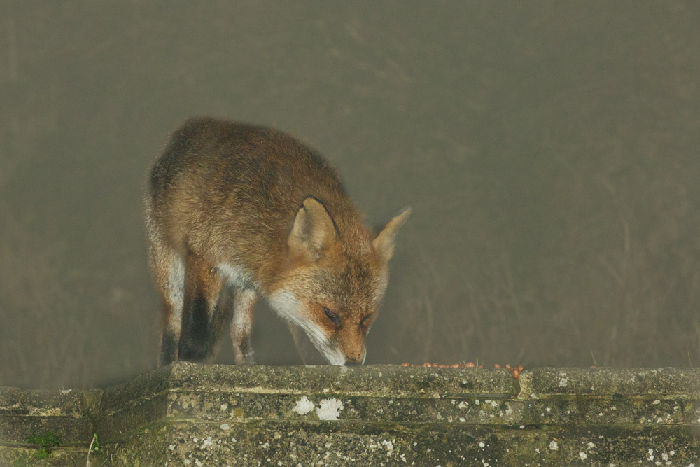 1902171902172784.jpg - Fox on a misty night