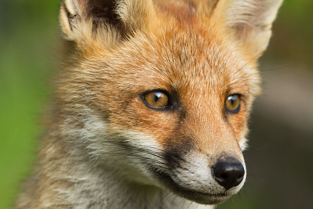 1904141606134686.jpg - Portrait of a fox