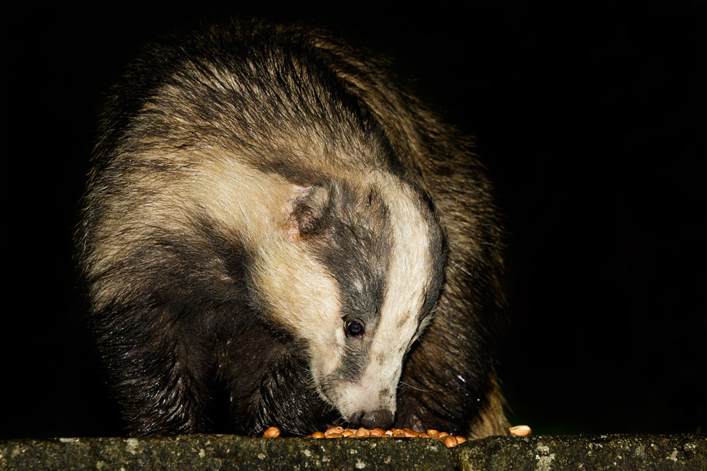 1904161604162752.jpg - Badger in garden