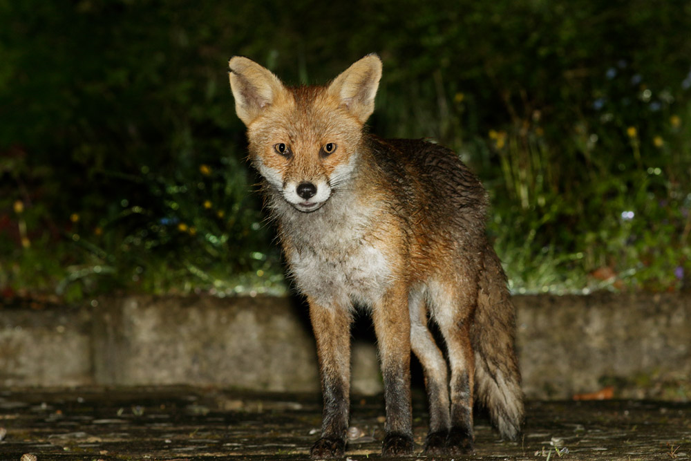 1904171704178134.jpg - Fox on a rainy night
