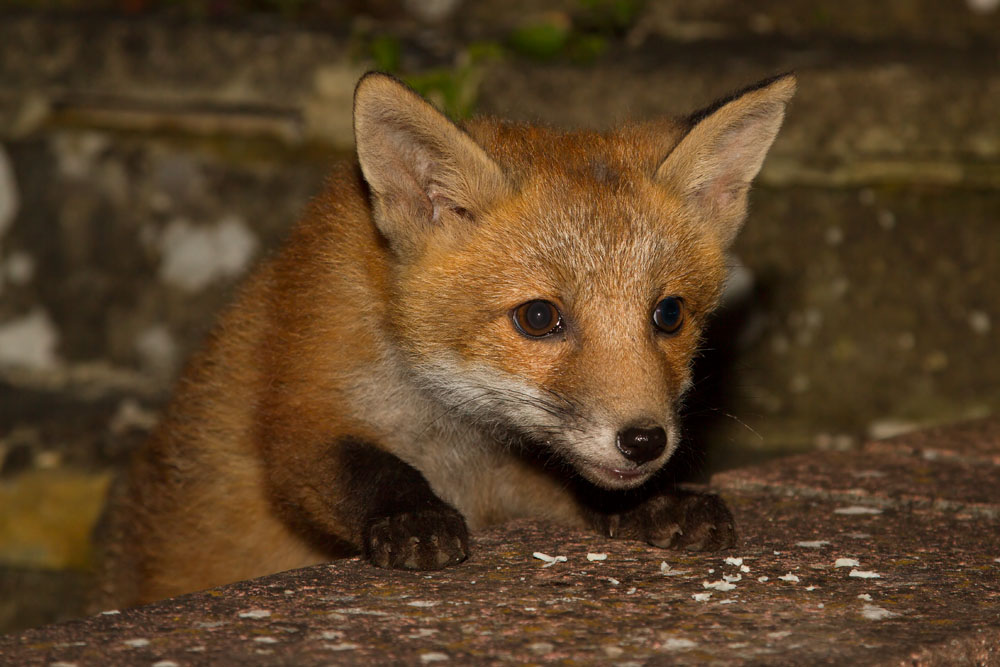 1905131805136751.jpg - 12-week old fox cub peering over a low wall.