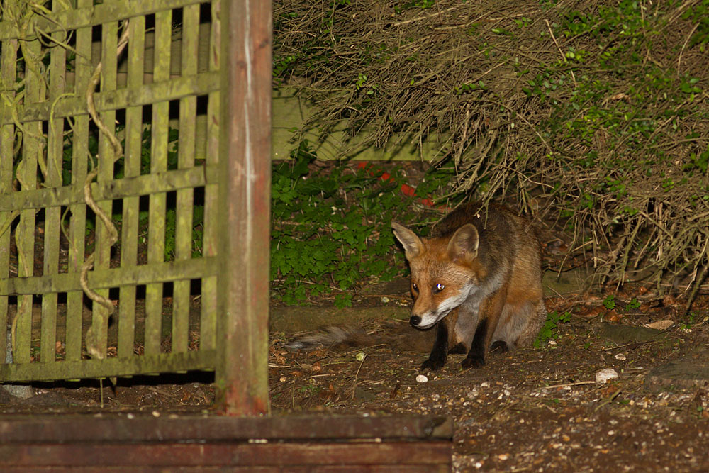 1905141805148548.jpg - Fox with nicked ear lurking at rear of garden