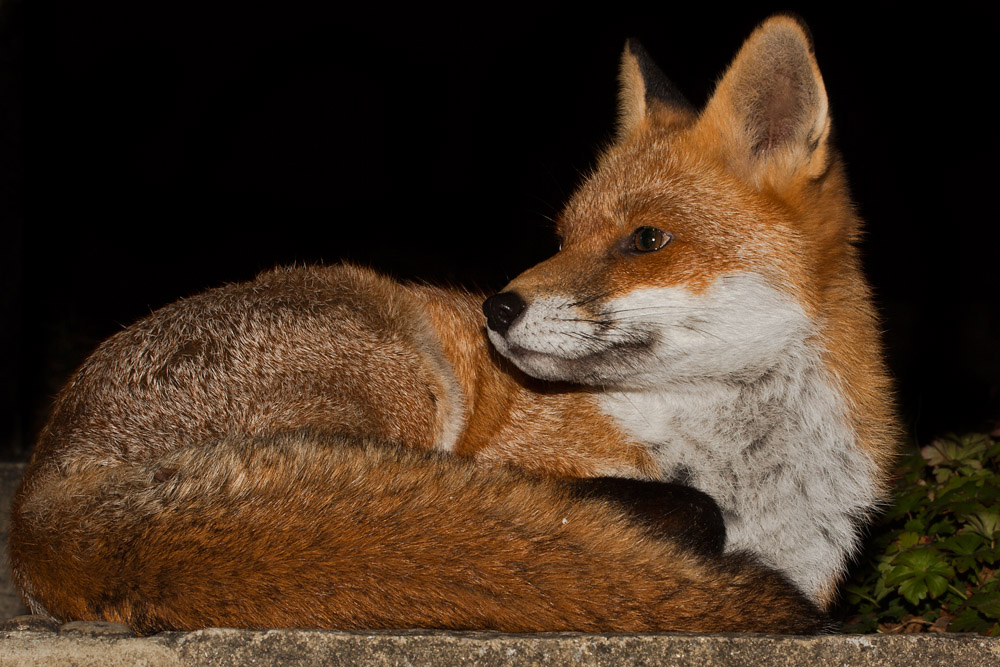 1905161410096913.jpg - Fox relaxing on garden step
