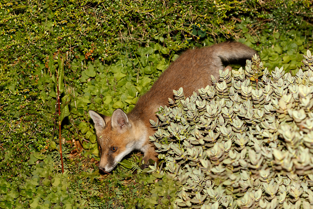 1905191905197267.jpg - Fox cub in the garden