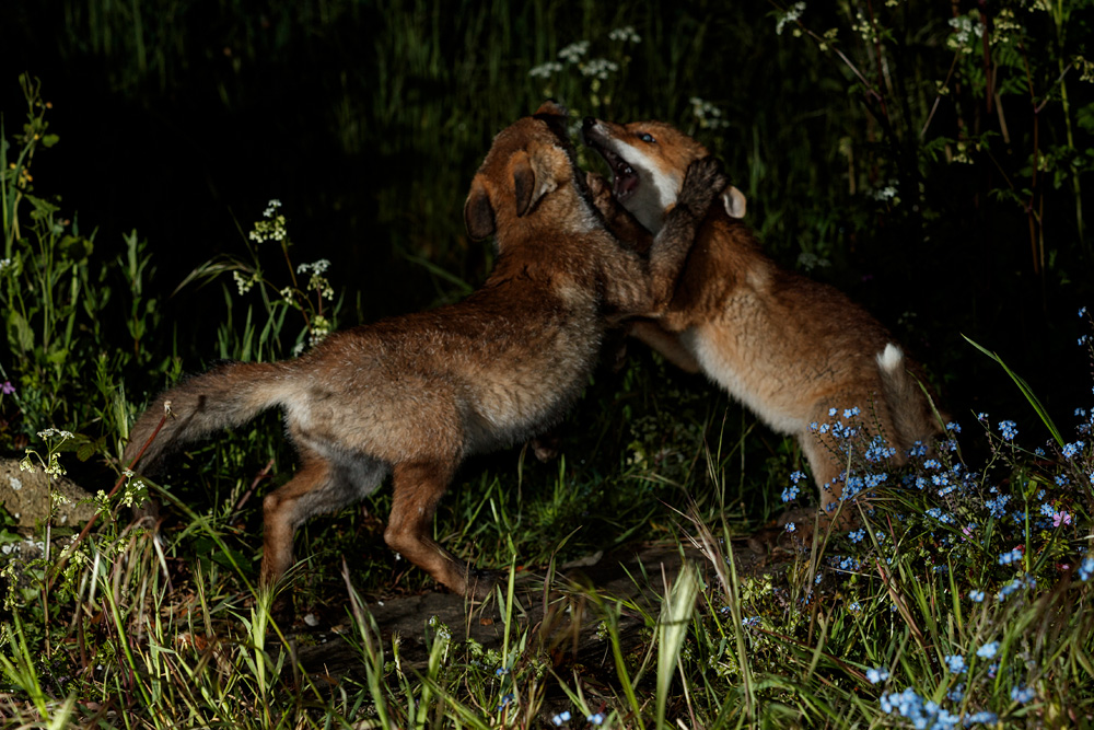 1905212005210025.jpg - Two fox cubs fighting