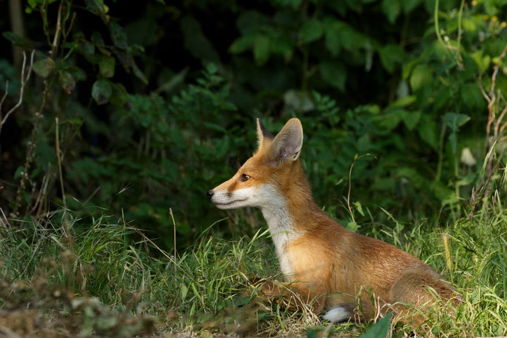 1906171906171802.jpg - Fox cub on a sunny afternoon