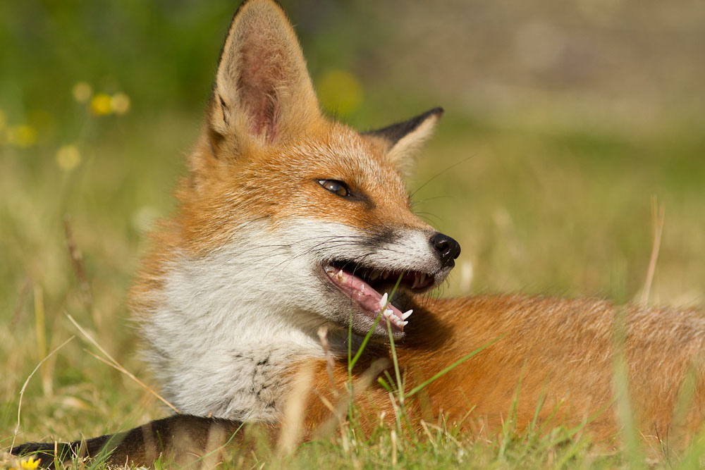 1907131807132546.jpg - Fox cub resting in a sunny garden