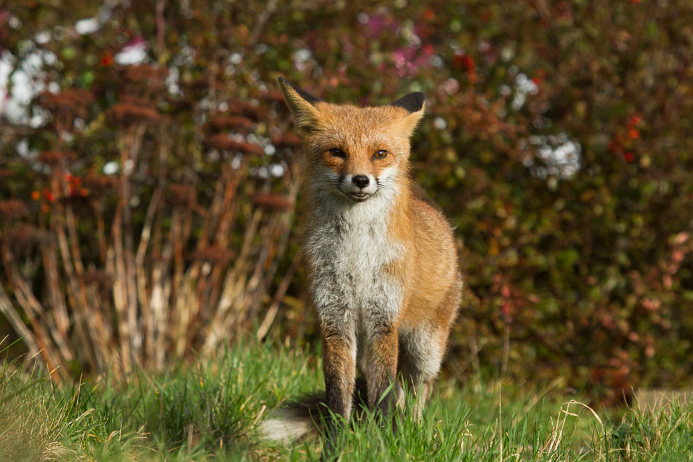 1907140202149178.jpg - Fox (Pretty) in garden