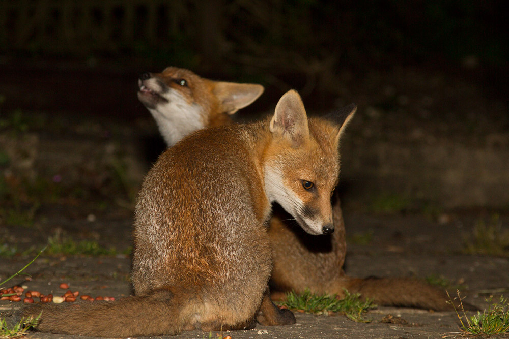 1907150406131898.jpg - Two fox cubs