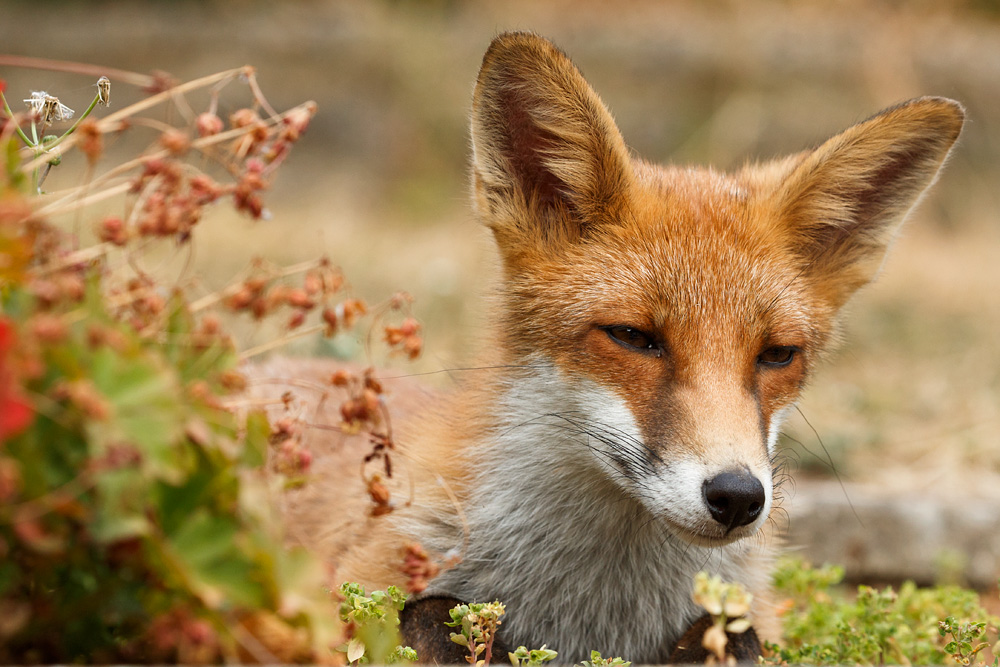 1907181907188542.jpg - Portrait of a young fox (Long-Nose))
