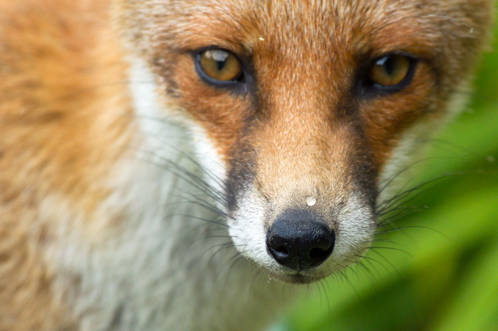 1908142308131780.jpg - Fox close-up