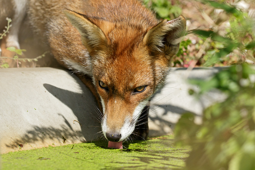 1908171908170737.jpg - Little Dog Fox drinking from the pond