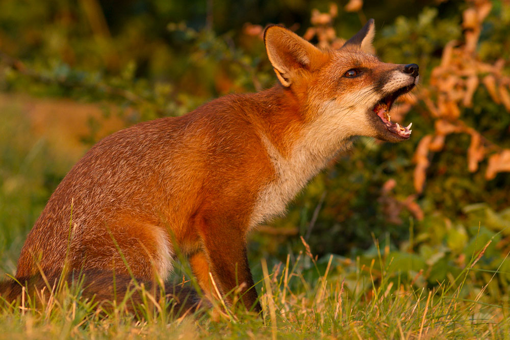1909132107133356.jpg - Fox cub in a suburban garden at  around sunset.