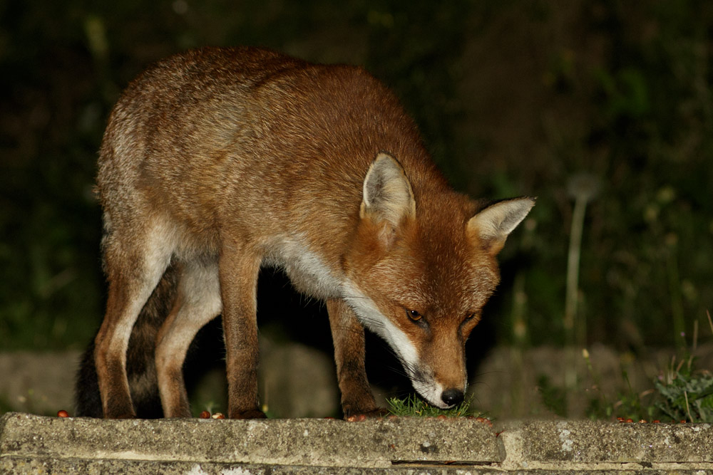 1909161809163351.jpg - Fox in garden