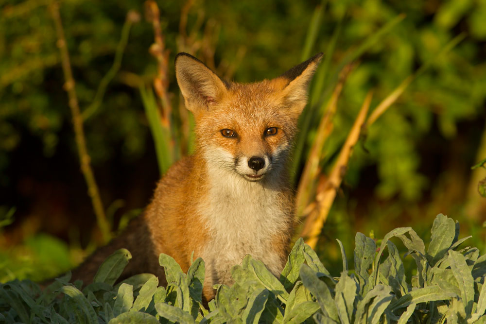1910131710132018.jpg - Portrait series of a young fox (Vulpes vulpes) in late afternoon sunshine.