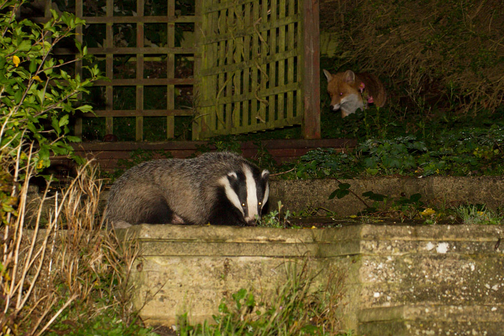 1910141810145852.jpg - Badger and fox in garden in light drizzle