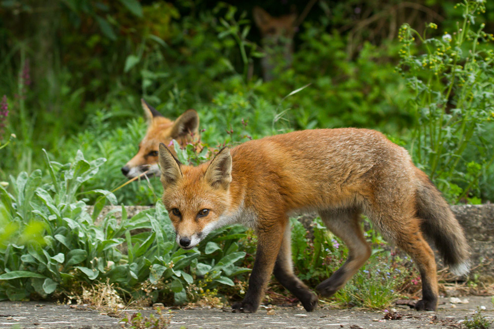 1910150307138163.jpg - Three fox cubs