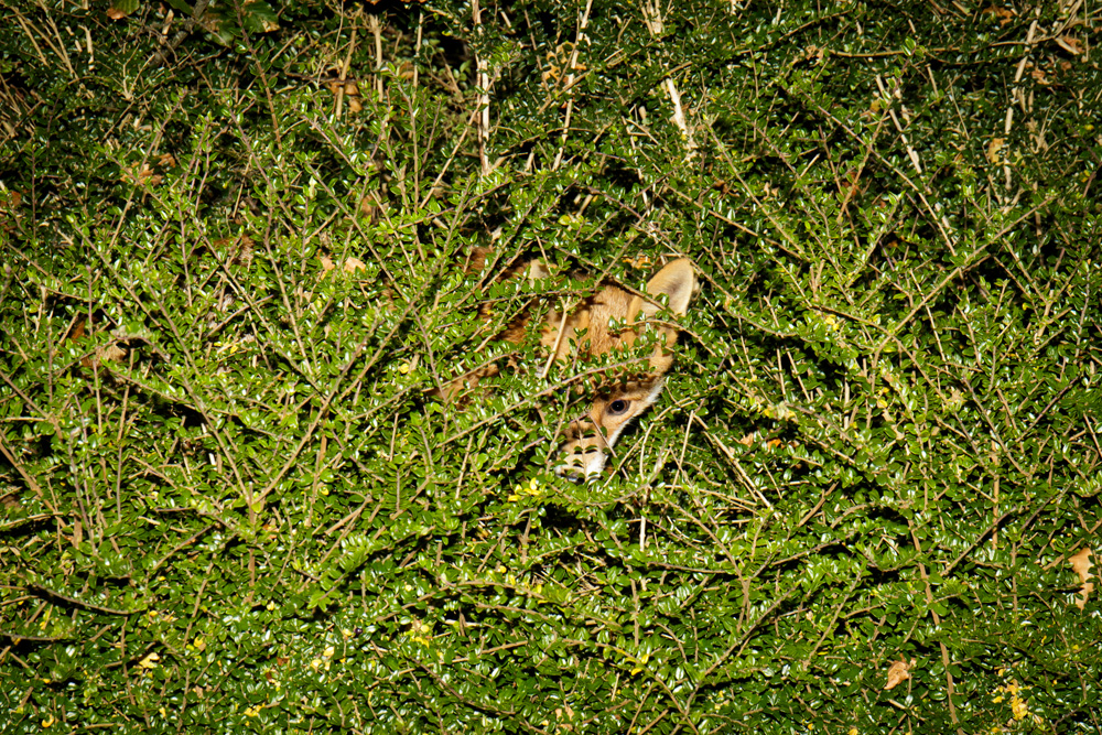 1910171710170029.jpg - Pretty Vixen in teh middle of 5ft garden hedge