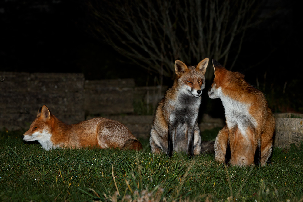 three foxes