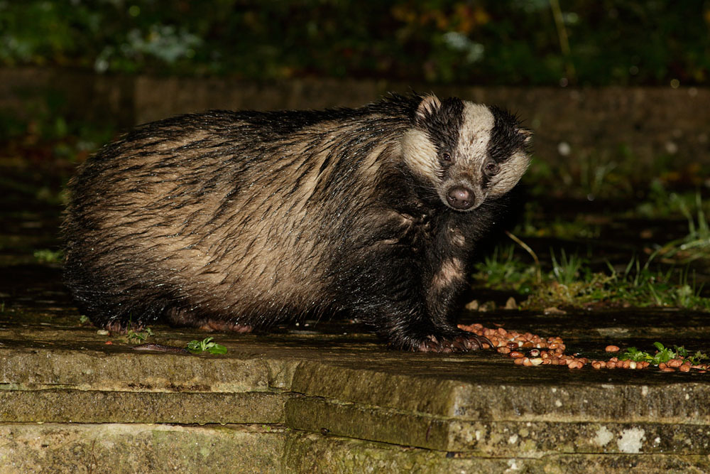1911141711144274.jpg - Badger on a rainy night