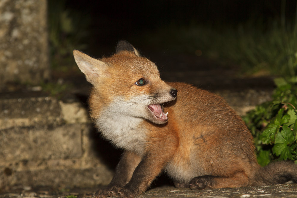 1911161305135133.jpg - Fox cub at about 3 months old