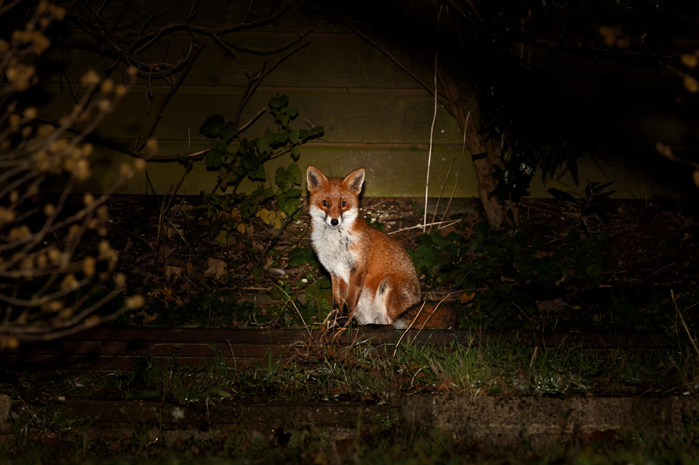 1911181811189194.jpg - Shy male fox (Longf Nose?) at rear of graden