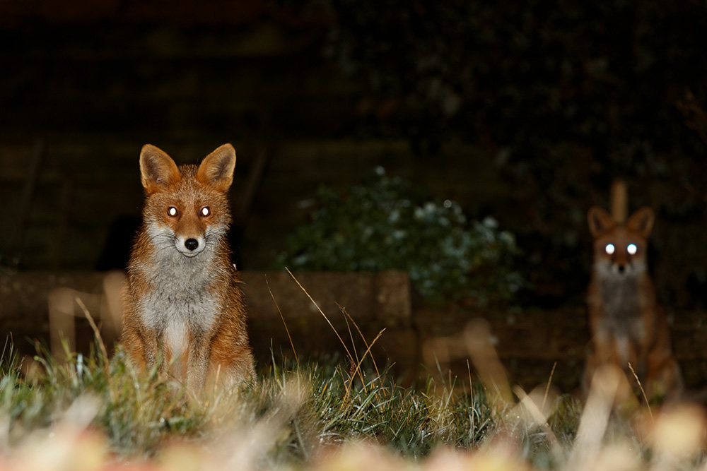 1911191811192132.jpg - Two young foxes