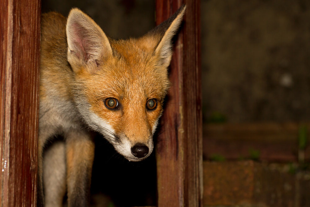 1912122706126513.jpg - Young fox cub (Vulpes vulpes) peering through gap in wooden handrail on garden steps. East Sussex