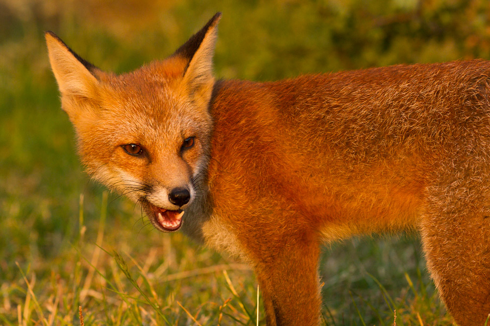 1912152107133225.jpg - Fox cub in sunshine