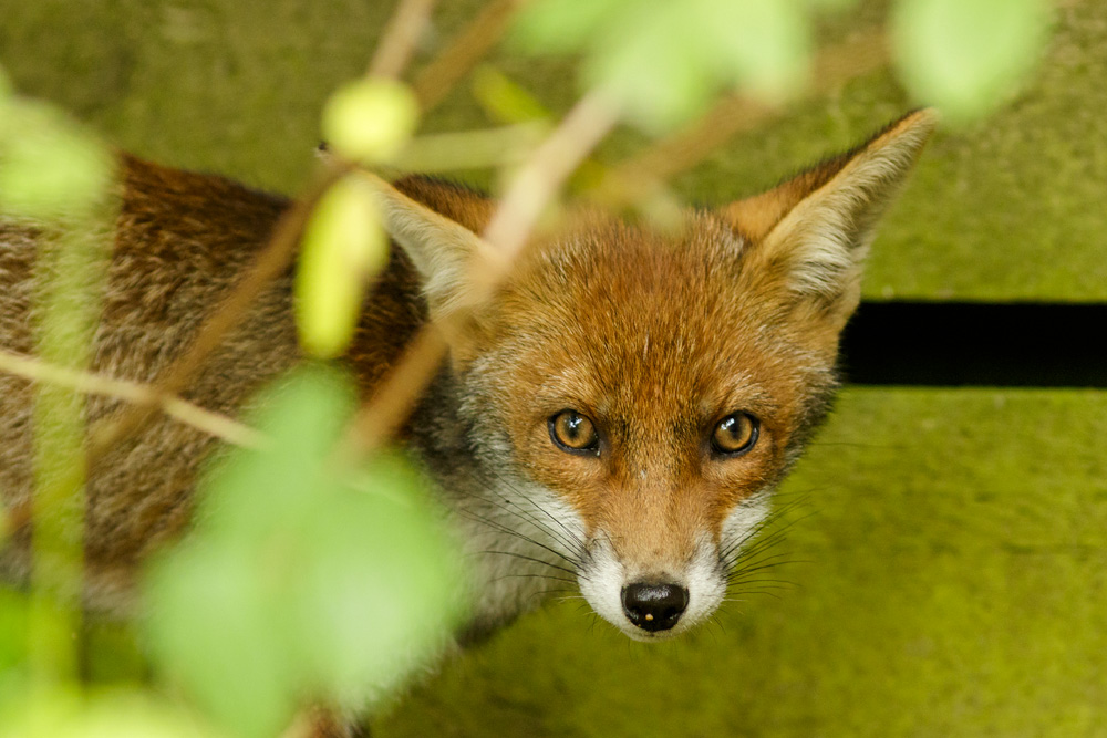 1912171106178679.jpg - Fox cub lurking by fence