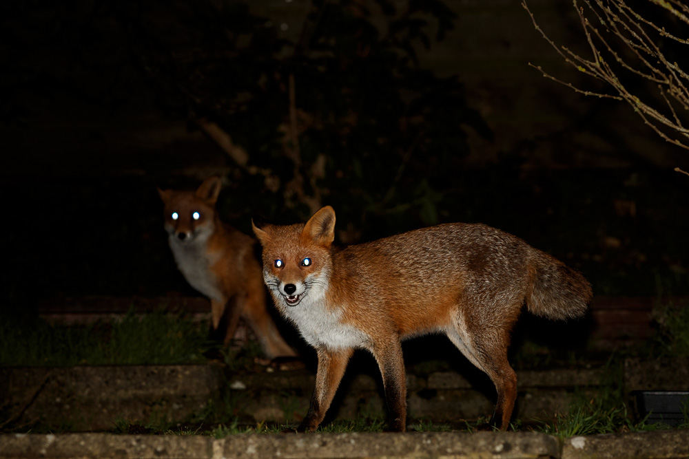 1912191612192971.jpg - Two young foxes