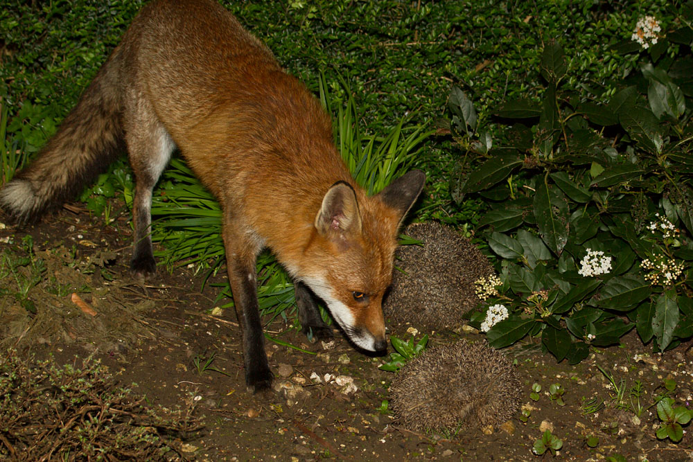 2001150604112916.jpg - Fox and two hedgehogs