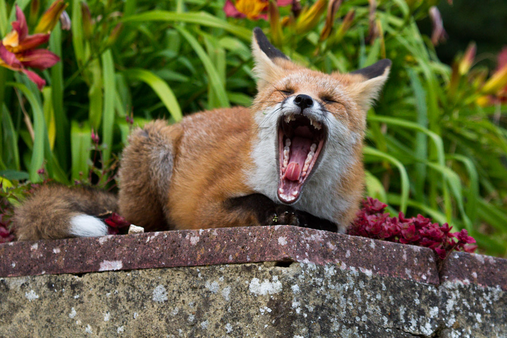2003151507131314.jpg - Tired fox cub on wall