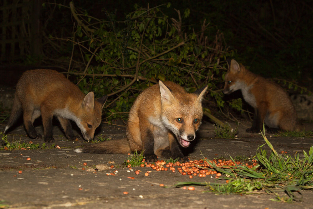 2005131905136897.jpg - Three fox cubs sharing peanuts.