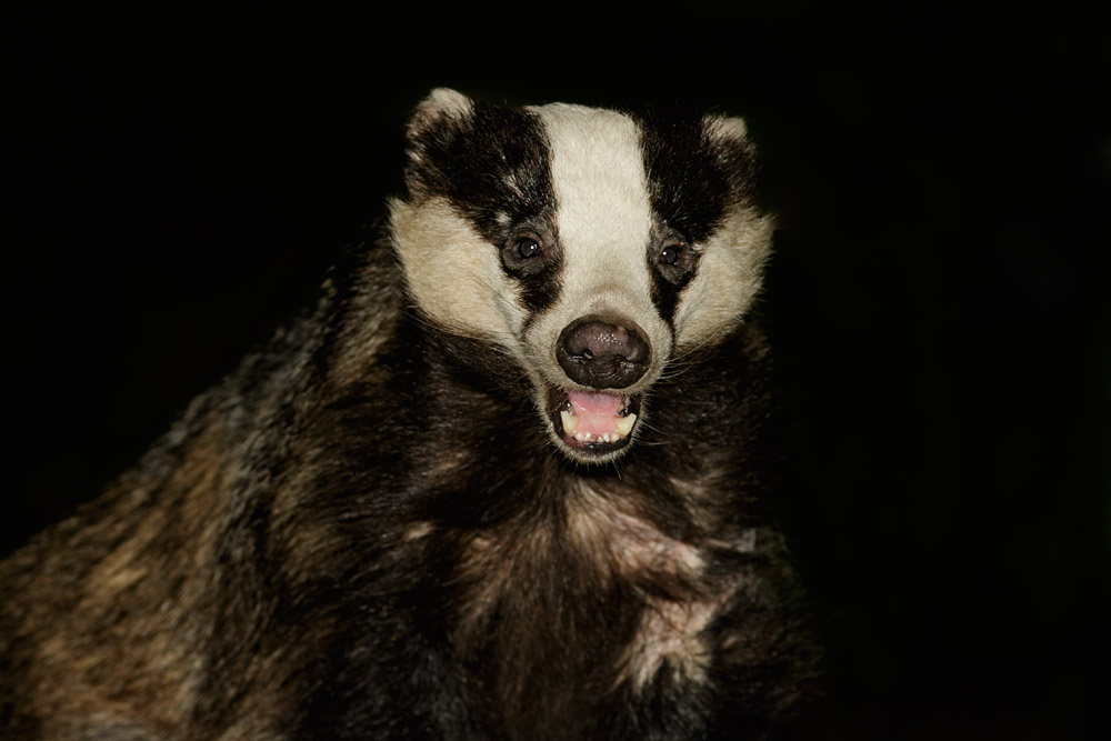 2005151905154771.jpg - Badger with mouth open