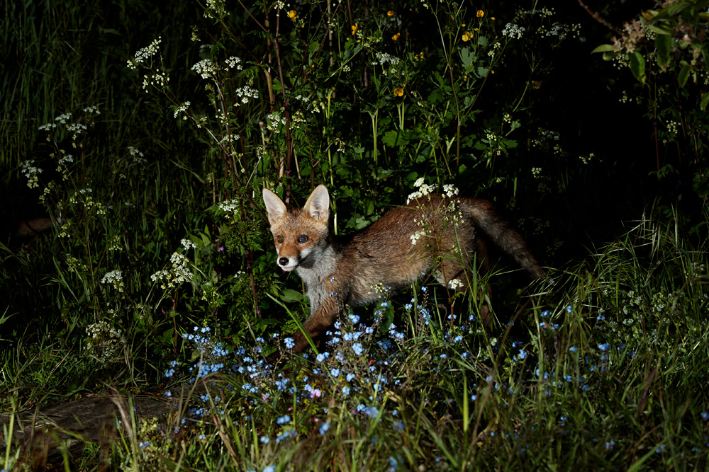2005212005210029.jpg - Fox cub in the garden