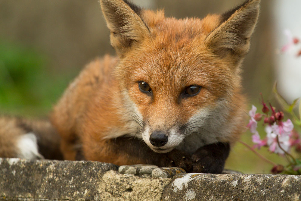 2006131906135331.jpg - fox cub in garden