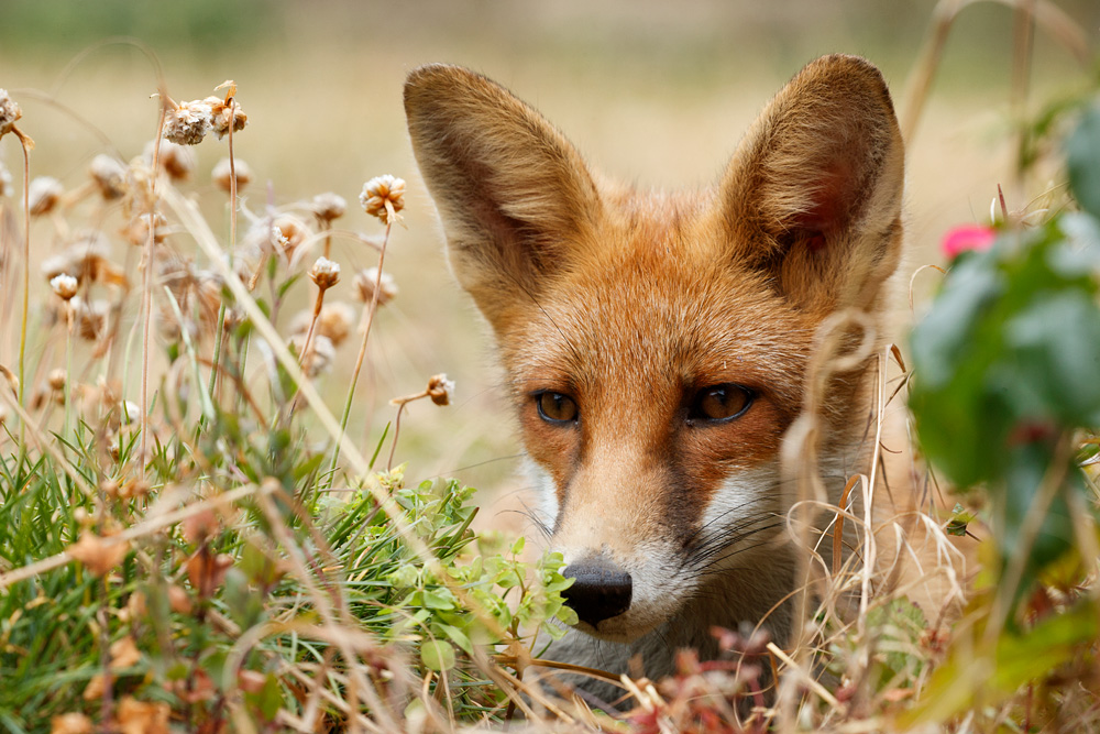 2007182007188661.jpg - Portrait of a young fox (Long-Nose))