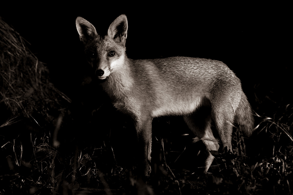 2007211907214576.jpg - Portrait of a fox cub