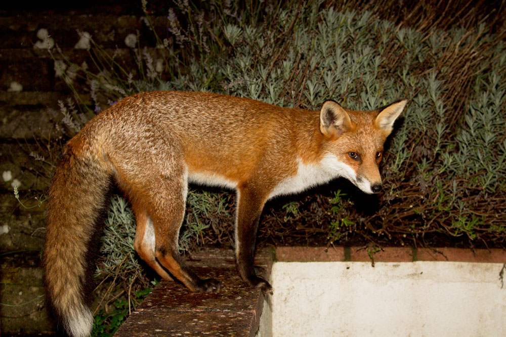 2010121710129987.jpg - Young urban fox (Vulpes vulpes) on steps in a garden in East Sussex at night.