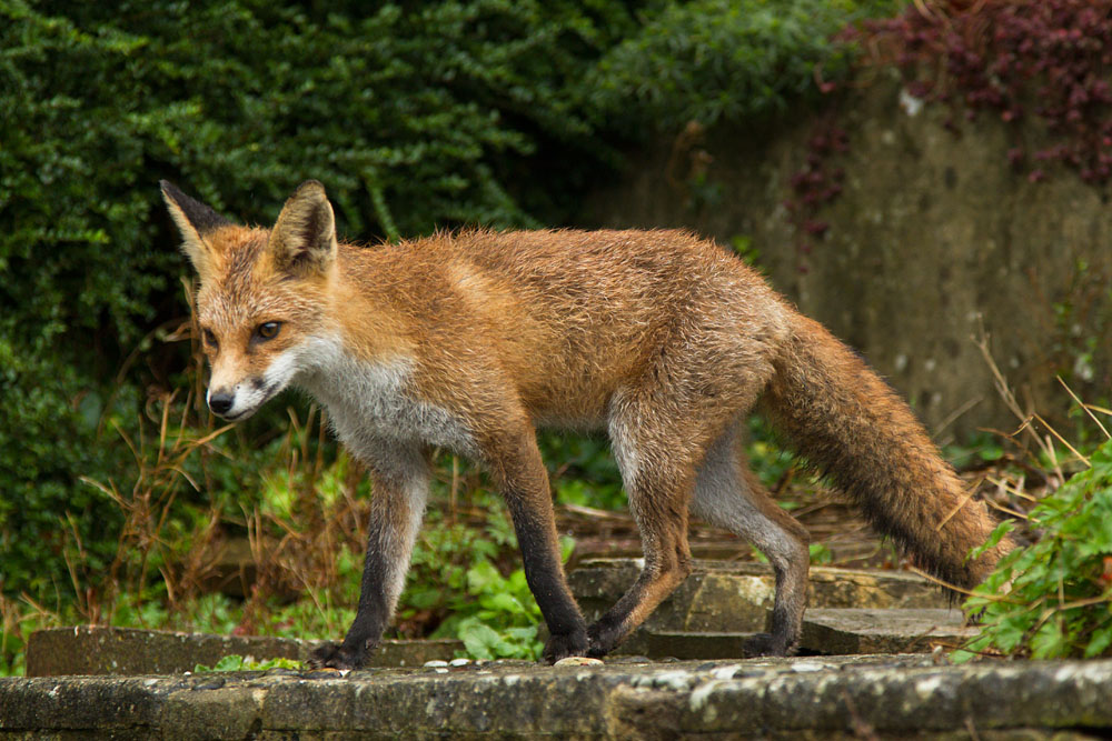 2010131910132232.jpg - Young fox (Vulpes vulpes) in a suburban garden after rain