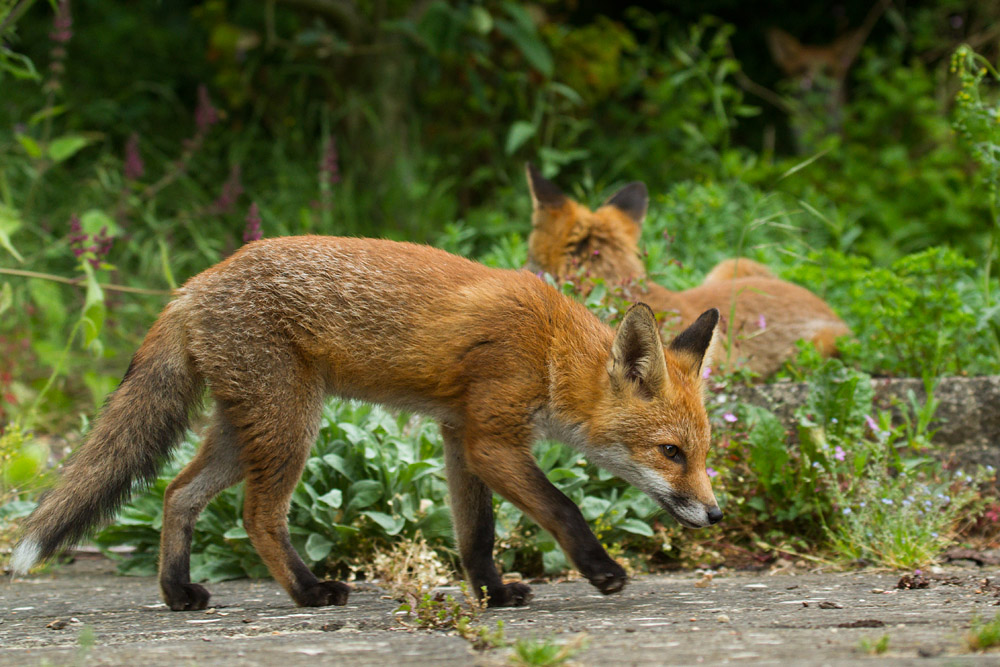 2010150307138165.jpg - Three fox cubs