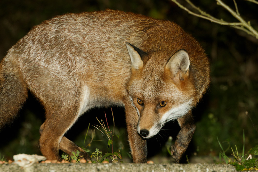 2010162010166239.jpg - Fox in garden